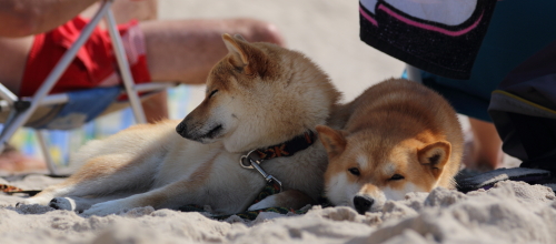 psy na plaży